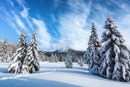 Téléchargez les photos : Des sapins enneigés dans un défrichement hivernal au milieu des montagnes. Ciel bleu avec des nuages duveteux. Photographie de paysage - en image libre de droit
