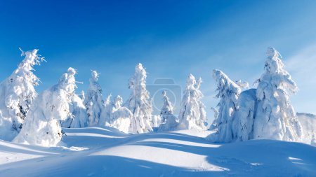 Téléchargez les photos : Des sapins enneigés dans un défrichement hivernal au milieu des montagnes. Ciel bleu avec des nuages duveteux. Photographie de paysage - en image libre de droit