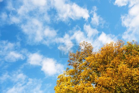 Téléchargez les photos : Arbres colorés au feuillage jaune et ciel bleu avec des nuages duveteux. Scène d'automne pittoresque. Fond d'automne - en image libre de droit