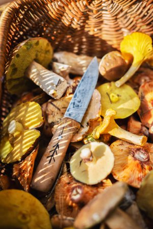 Photo for Different edible mushrooms with knife in basket close up. Porcini, Chanterelle. Saffron mushroom. Collecting mushrooms in forest - Royalty Free Image