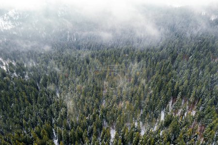 Foto de Aerial drone top down fly over winter spruce and pine forest. Árboles de abeto en las montañas brumosas valle cubierto de nieve. Paisaje fotografía - Imagen libre de derechos