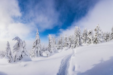Téléchargez les photos : Un tableau hivernal d'arbres à feuilles persistantes sur un plateau montagneux, avec un sentier balisé dans la neige. Paysage de montagnes hiver - en image libre de droit