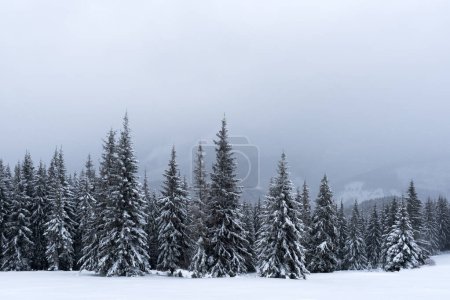 Photo for A snow-dusted mountain meadow adorned with coniferous trees in a winter wonderland - Royalty Free Image