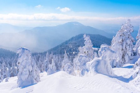 Téléchargez les photos : Des conifères enneigés parsèment une clairière en hiver. Paysage de montagnes hiver - en image libre de droit