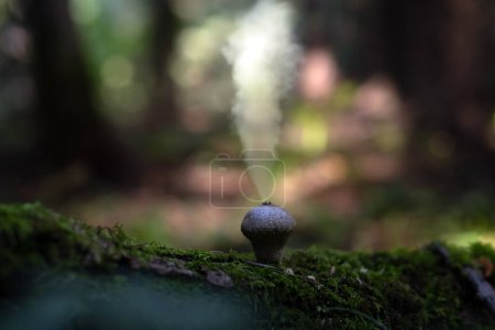 Photo for Puffball fungus Lycoperdon perlatum in dark forest. Mushroom spores reproduction explosion - Royalty Free Image