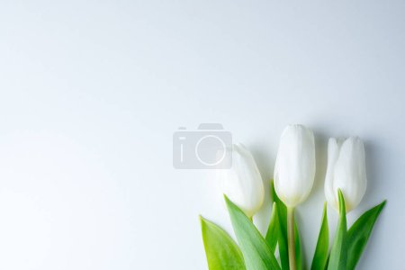 Foto de Flores de tulipán blanco sobre papel blanco. Fondo de Pascua y primavera - Imagen libre de derechos