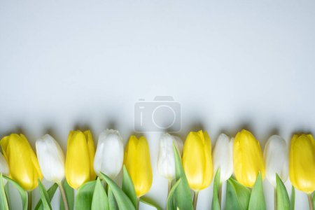 Foto de Flores de tulipán blanco y amarillo en fila sobre papel blanco. Fondo de Pascua y primavera - Imagen libre de derechos