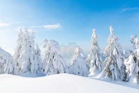Téléchargez les photos : Des conifères enneigés sur fond montagneux dans un paysage hivernal. Arbres ensoleillés dans les montagnes d'hiver - en image libre de droit