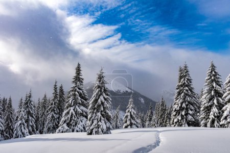 Foto de Coníferas cargadas de nieve en un claro de montaña invernal con un rastro grabado a través de la nieve. Invierno montañas paisaje - Imagen libre de derechos