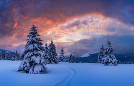 Téléchargez les photos : Paysage incroyable avec des conifères enneigés dans une clairière hivernale avec un sentier gravé dans la neige rayonnante par le ciel couchant. Montagnes d'hiver - en image libre de droit