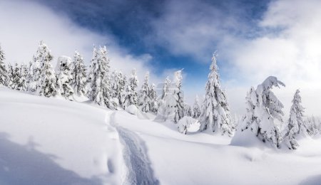 Téléchargez les photos : Un paysage hivernal de pins recouverts de neige sur une prairie de montagne avec un sentier creusé dans la neige. Paysage de montagnes hiver - en image libre de droit