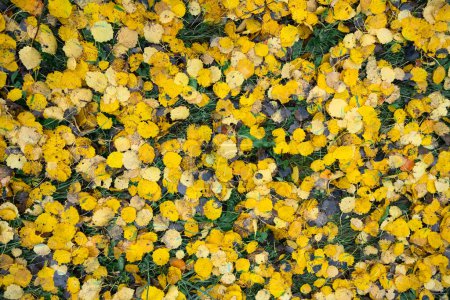 Foto de Hojas de álamo amarillo en hierba verde durante la temporada de otoño. Fondo de follaje de otoño. Textura de naturaleza creativa - Imagen libre de derechos