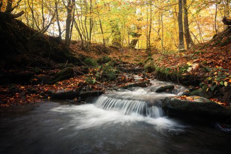 Téléchargez les photos : Pur ruisseau de montagne dans la forêt d'automne colorée. Scène sauvage avec de l'eau claire, des feuilles orange et des arbres jaunes. Contexte naturel - en image libre de droit