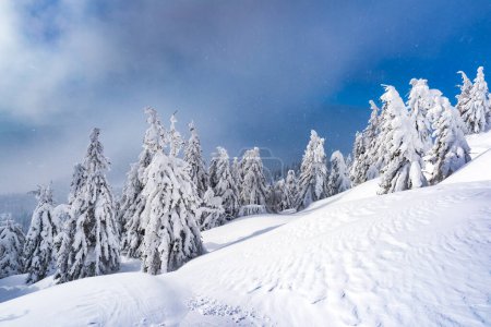 Photo for Mountainous winter vista adorned with snow-laden fir trees. Winter mountains landscape - Royalty Free Image
