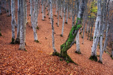 Téléchargez les photos : Majestueuse forêt de hêtres au feuillage orange à l'automne. Scène d'automne pittoresque dans les montagnes des Carpates, en Ukraine. Photographie de paysage - en image libre de droit