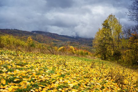Téléchargez les photos : Montagnes d'automne avec des feuilles jaunes et des arbres en automne dans les montagnes des Carpates, en Ukraine. Photographie de paysage - en image libre de droit