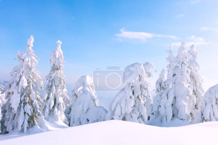 Téléchargez les photos : Un tableau hivernal avec des conifères sur une clairière bordée de neige. Paysage de montagnes hiver - en image libre de droit