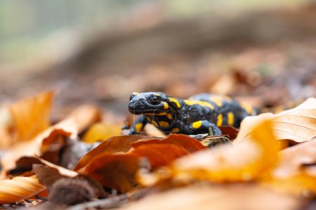 Foto de Salamandra de fuego adulta manchada en hojas naranjas en el bosque de otoño. Vida silvestre fotografía - Imagen libre de derechos