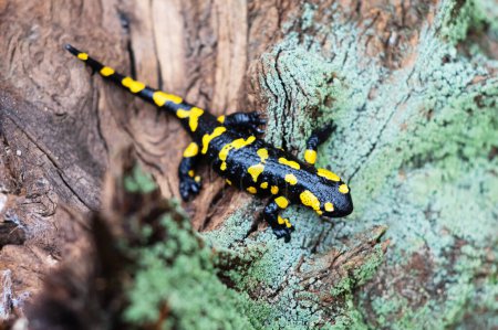 Foto de Capturado en un bosque de otoño, una salamandra de fuego manchada madura en un tocón de árbol envejecido cubierto de musgo. Vida silvestre capturada a través de la lente - Imagen libre de derechos