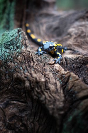 Photo for An adult fire salamander, marked with distinctive spots, explores an ancient mossy tree stump in the autumn forest. A captivating moment in wildlife photography - Royalty Free Image