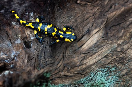 Foto de En los bosques de otoño, una salamandra de fuego manchada descansa graciosamente sobre un tocón de árbol envejecido adornado con musgo. Una fascinante instantánea de la vida silvestre del bosque - Imagen libre de derechos