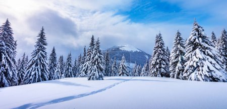 Téléchargez les photos : Un cadre hivernal montagneux avec des pins recouverts de neige et un sentier imprimé dans la neige. Hiver montagnes paysage panorama - en image libre de droit