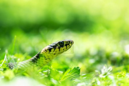 Foto de Joven serpiente de hierba Natrix en el césped del patio trasero. Fotografía de animales salvajes. Macro tiro - Imagen libre de derechos