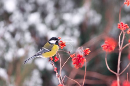 Téléchargez les photos : Yellow tit bird on colorful guelder rose twig. Bird photography - en image libre de droit
