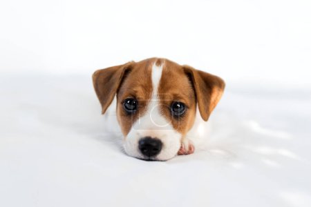 Téléchargez les photos : Chiot Jack Russel terrier de deux mois aux yeux mignons posé sur le lit blanc - en image libre de droit