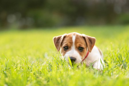 Photo for Tiny Jack Russel Terrier puppy laying on green grass. Dogs and pets photography - Royalty Free Image