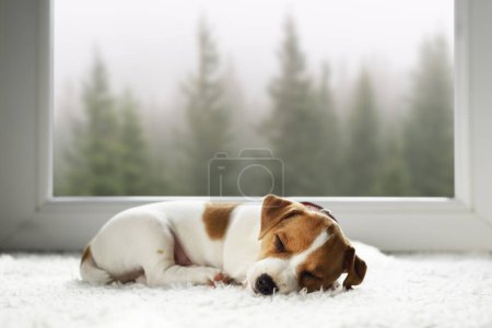 Foto de Pequeño cachorro Jack Russell Terrier durmiendo en una alfombra blanca dentro de la casa. Bosque de abeto brumoso fuera de la ventana grande - Imagen libre de derechos