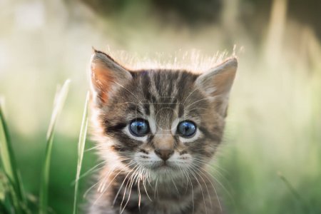 Téléchargez les photos : Petit chaton gris aux yeux bleus dans l'herbe en gros plan. Portrait de chat - en image libre de droit