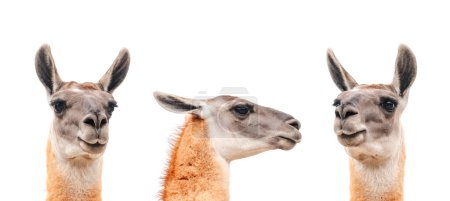 Foto de Conjunto de tres cabezas de lamas aisladas en blanco. Retrato de Lama de cerca - Imagen libre de derechos