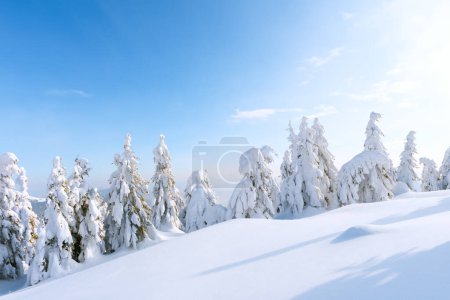 Foto de Escénico tiro de invierno de árboles siempreverdes en un claro de montaña nevada. Invierno montañas paisaje - Imagen libre de derechos