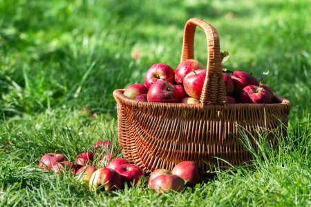 Téléchargez les photos : Pommes rouges mûres dans le panier de tresse dans le jardin. Concept de récolte et de jardinage. Nature bio eco food background - en image libre de droit