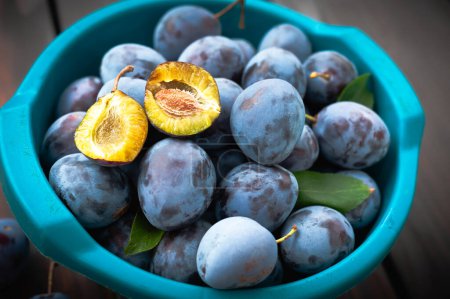 Téléchargez les photos : Prunes bleues mûres dans un bol en plastique dans le jardin. Récolte automnale des fruits - en image libre de droit