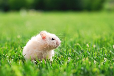 Téléchargez les photos : Petit hamster blanc dans l'herbe verte sur l'arrière-cour fermer. Animaux de compagnie photographie - en image libre de droit