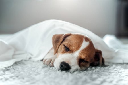 Téléchargez les photos : Jack russell terrier chiot dort sous drap blanc sur tapis blanc - en image libre de droit