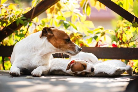 Foto de Jack Russell terrier cachorro en alfombra blanca en la terraza de madera de cerca. Fotografía de perros y mascotas - Imagen libre de derechos