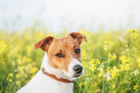 Foto de Jack Russel Cachorro terrier en el prado de flores de violación amarilla. Retrato de perro de cerca - Imagen libre de derechos