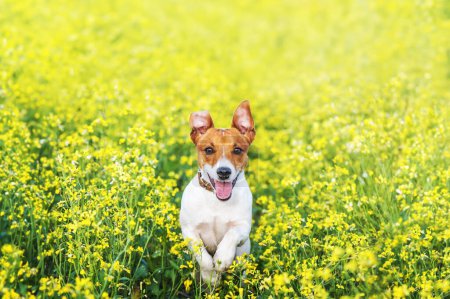 Téléchargez les photos : Joyeux Jack Russel Terrier chiot en cours d'exécution dans le champ de fleurs de colza jaune. Animaux concept de vie - en image libre de droit