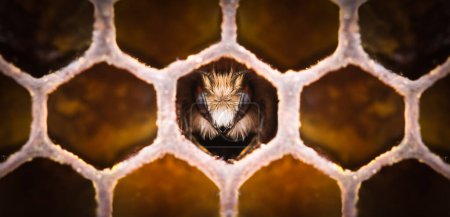 Téléchargez les photos : Gros plan de jeunes abeilles dans un nid d'abeille. Macro shot - en image libre de droit