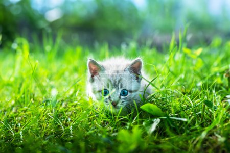 Téléchargez les photos : Minuscule chaton avec ayes bleus jouant dans l'herbe verte sur le jardin. Animaux et photographie animalière - en image libre de droit