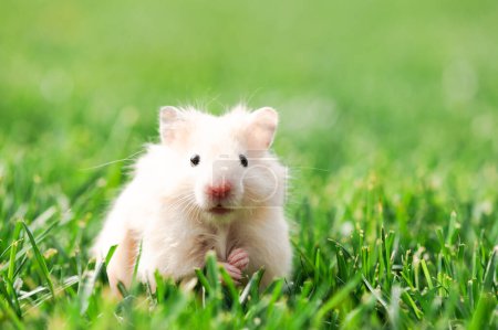 Téléchargez les photos : Petit hamster pelucheux sur herbe verte de près. Animaux de compagnie photographie - en image libre de droit