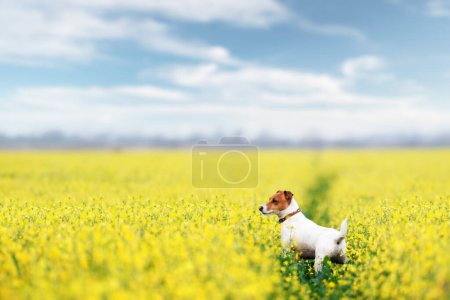 Téléchargez les photos : Chiot de race Jack Russel Terrier chasse dans la prairie de fleurs de colza jaune. Chien et concept de chasse - en image libre de droit