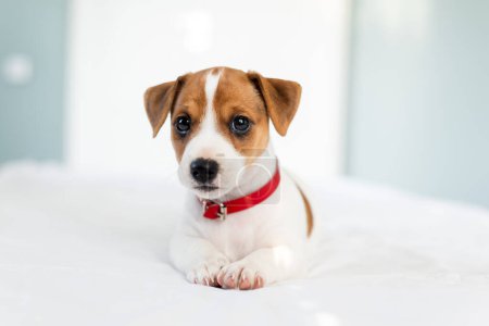 Téléchargez les photos : Chiot Jack Russel terrier le plus adorable avec col rouge et yeux mignons posés sur le lit blanc - en image libre de droit