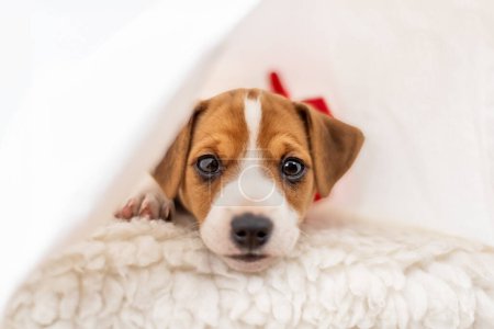 Foto de Más adorable Jack Russel terrier cachorro con las orejas dobladas y ojos lindos que yacen en la cama - Imagen libre de derechos