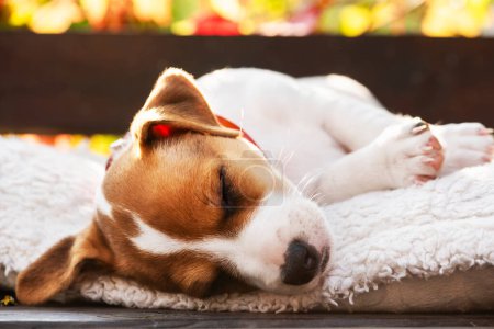 Téléchargez les photos : Jack russell terrier chiot sur tapis blanc sur terrasse en bois fermer. Chiens et animaux de compagnie photographie - en image libre de droit
