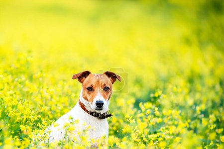 Foto de Perro adulto rodeado de flores amarillas de violación de cerca. Pura raza Jack Russel Terrier - Imagen libre de derechos