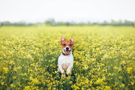 Foto de Cachorro divertido Jack Russel Terrier saltando en el campo de flores de violación amarilla. Mascotas concepto de vida - Imagen libre de derechos